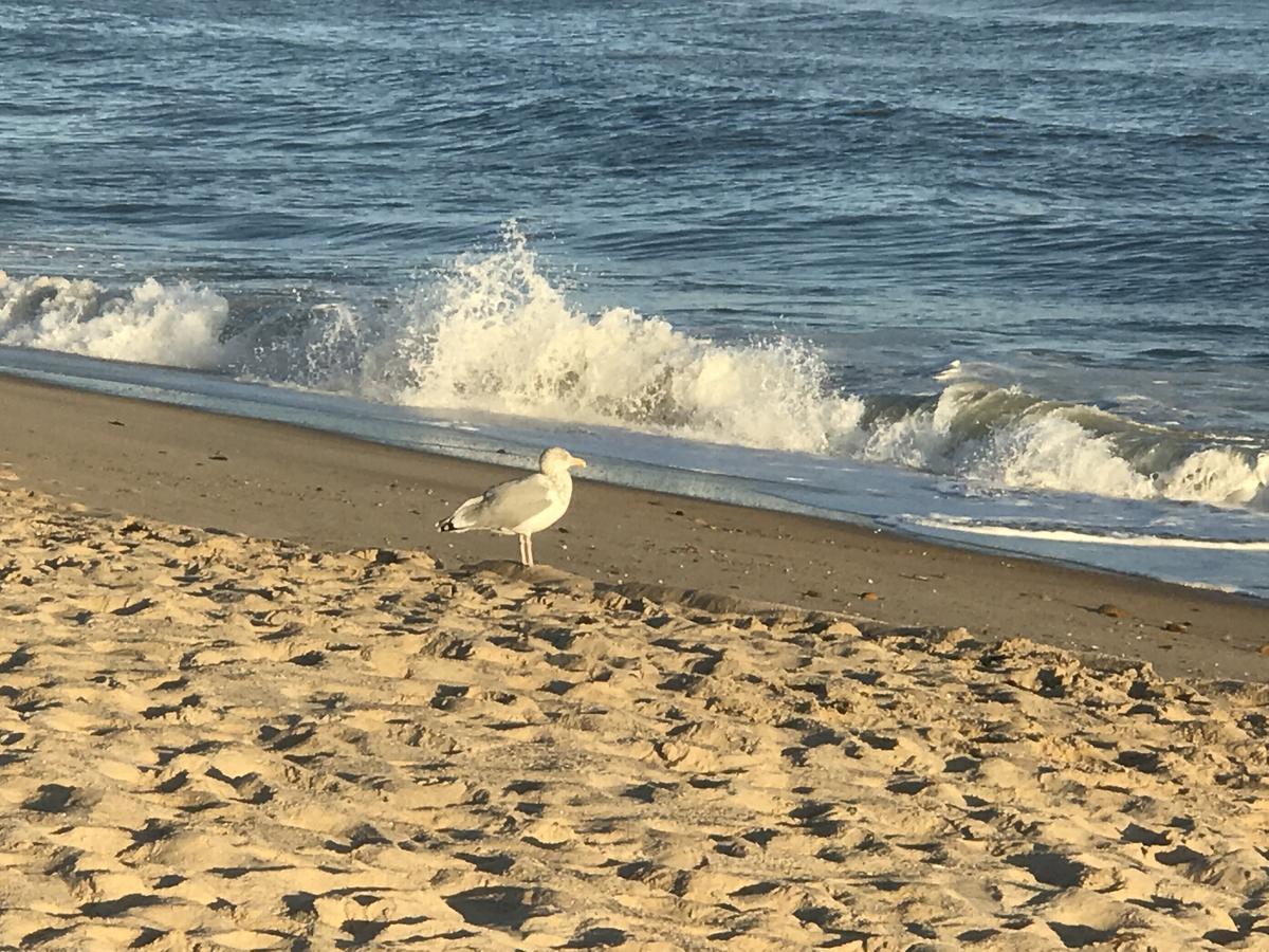 Ocean Surf Resort Montauk Eksteriør bilde